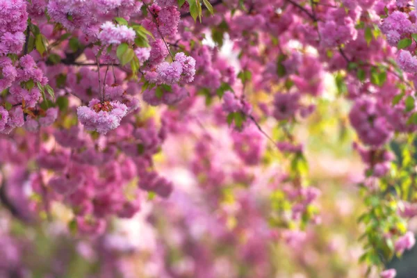 Sakura close up — Stock Photo, Image