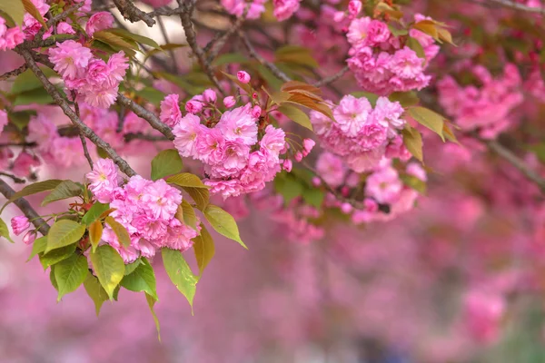 Sakura close up — Stock Photo, Image