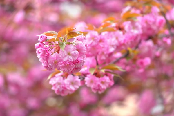 Sakura close up — Stock Photo, Image