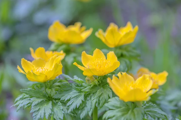 鲜花关门 — 图库照片