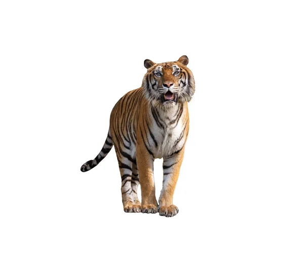 Tygr ussurijský na bílém pozadí — Stock fotografie