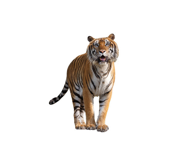 Siberian tiger on white