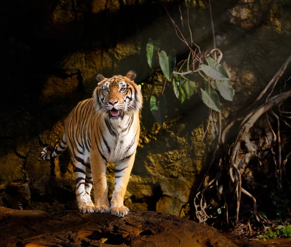 Sibirischer Tiger steht auf dem Felsen — Stockfoto