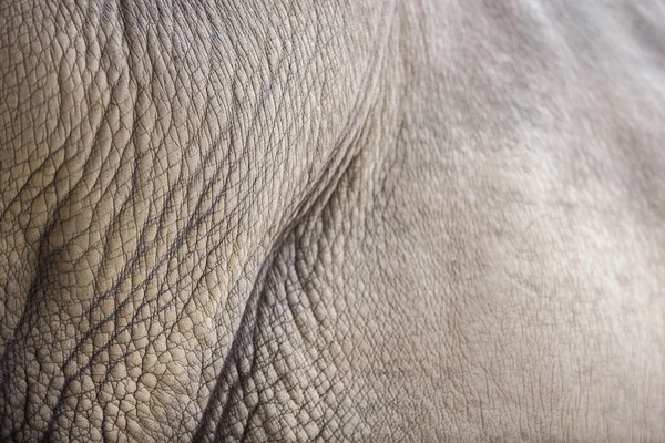 White rhino skin — Stock Photo, Image
