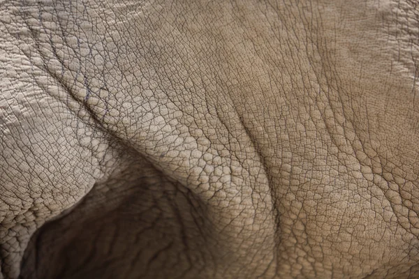 Білий носоріг шкіри — стокове фото