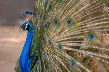 Tavus kuşu kuyruğunu Yayilim.