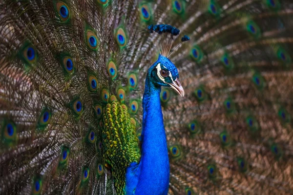 Pavo real extendiendo su cola — Foto de Stock