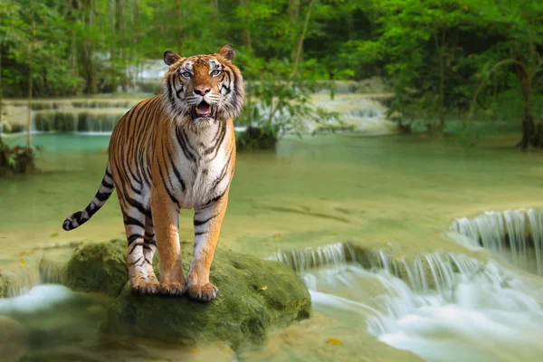 Tiger mit Wasserfall — Stockfoto