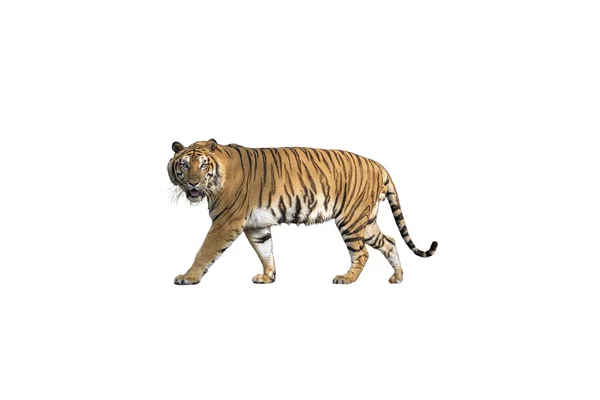 Tygrys syberyjski na białym tle biały ze ścieżką przycinającą — Zdjęcie stockowe