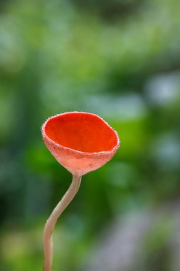 Zehirli mantar closeup