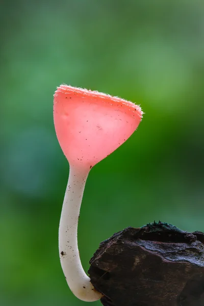 Detailní záběr na jedovaté houby — Stock fotografie
