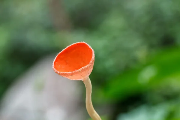 Closeup of poisonous mushroom — Stock Photo, Image