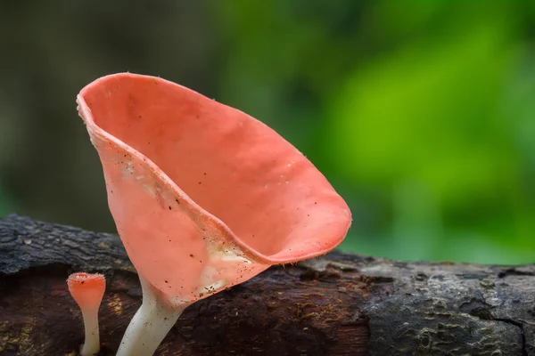 Detailní záběr na jedovaté houby — Stock fotografie