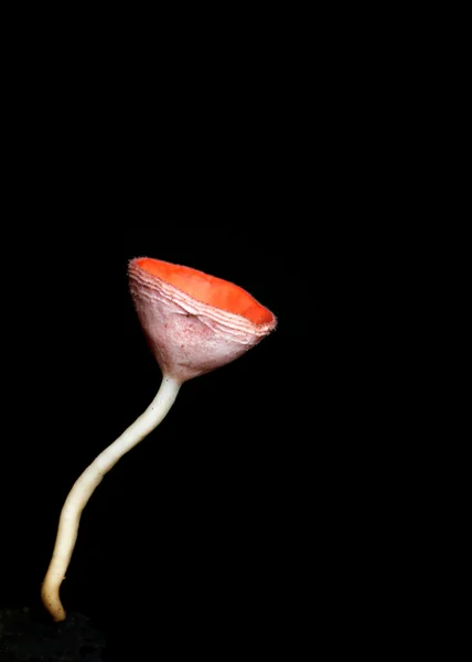 Champignon toxique avec fond noir — Photo