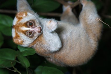 Yavaş loris ağaç üzerinde  