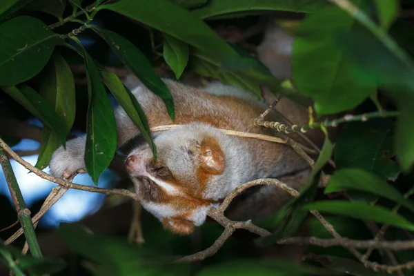 Lento loris dormindo na árvore — Fotografia de Stock