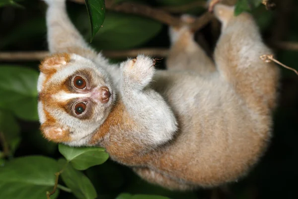 Loris lentos na árvore — Fotografia de Stock