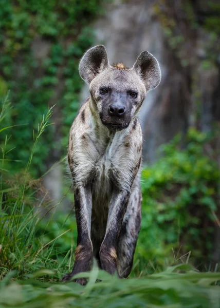Porträt einer gefleckten Hyäne — Stockfoto