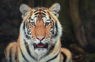 Bengal kaplanı closeup.