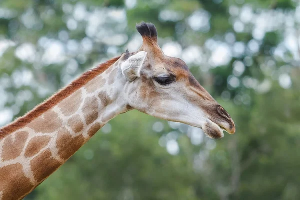 Fechar de uma girafa — Fotografia de Stock