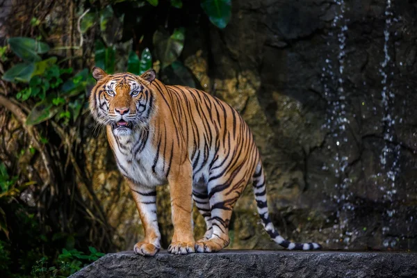 Indochinese tiger on walk way — Stock Photo, Image