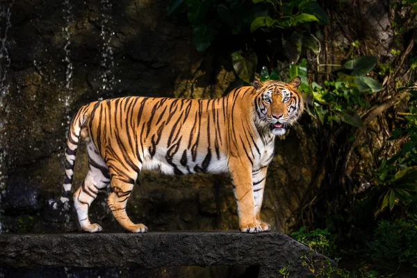 Indochinese tiger on walk way — Stock Photo, Image