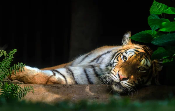 Bengal Tiger Looking Camera Soft Focus — Stock Photo, Image