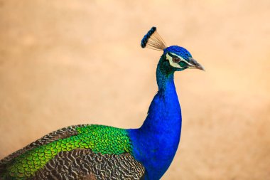 Erkek Hintli Tavuskuşu yerde duruyor.