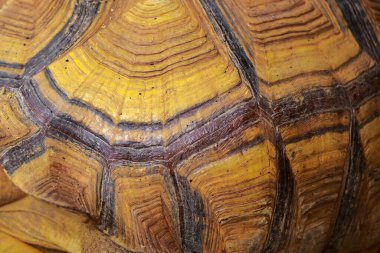 Kaplumbağa kabuğu yakın plan.