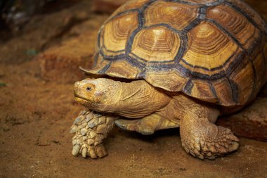 Sarı ve turuncu derili güzel bir kaplumbağanın yakın çekimi.