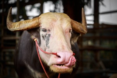 Tayland 'ın yerli su bufalosunun dili çıkmış hali.