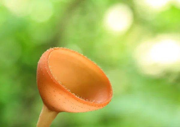 Orange fungi — Stock Photo, Image
