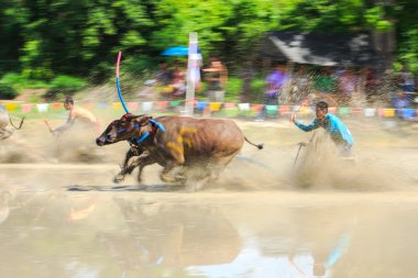 Buffalo rekabet kir parça