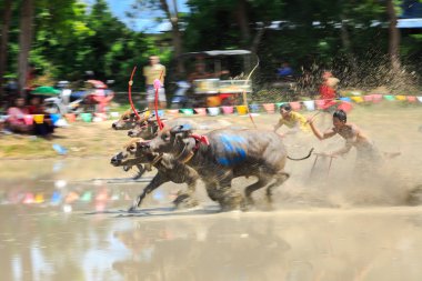 Buffalo rekabet kir parça