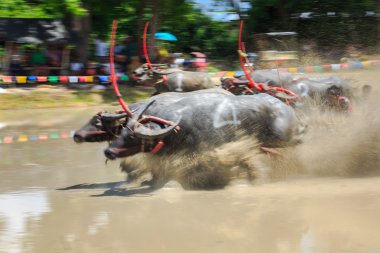 Buffalo rekabet kir parça