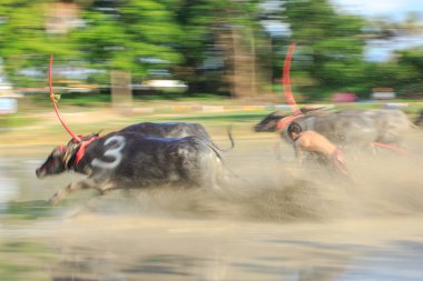 Buffalo rekabet kir parça