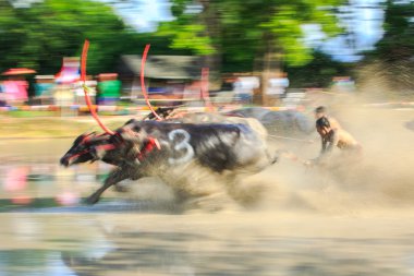 Buffalo rekabet kir parça