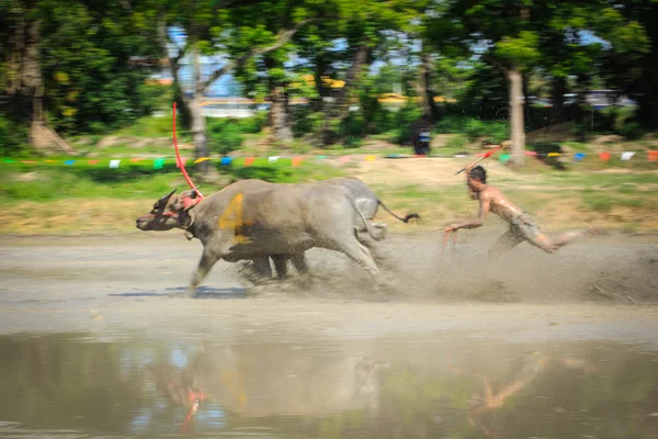 Buffalo compétition en piste de terre — Photo