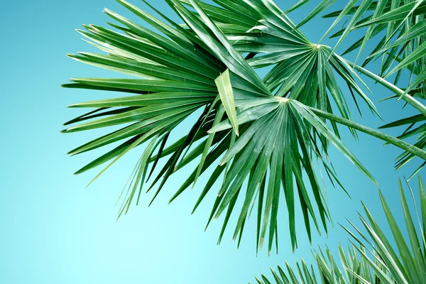 Tropical palm tree background — Stock Photo, Image