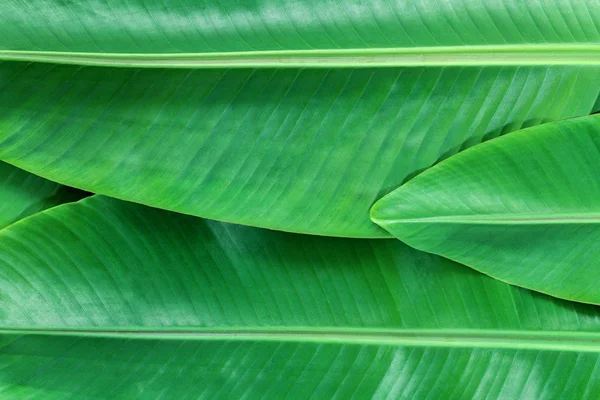 Banana leafs background — Stock Photo, Image