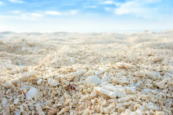 Mercan kum — Stok fotoğraf