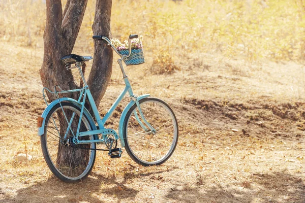 Bicycle near tree — Stock Photo, Image