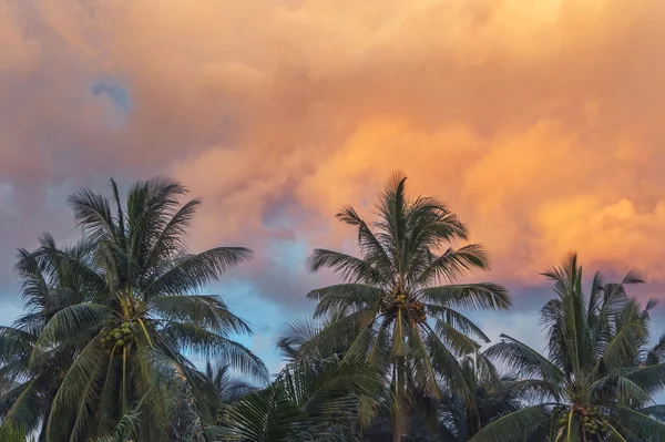 热带的夕阳的天空 — 图库照片