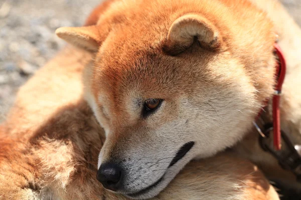 Japon shiba Inu köpek Portreler