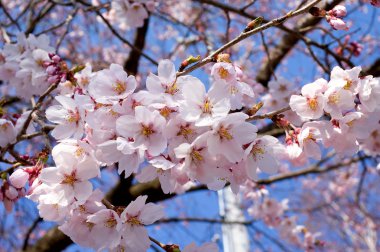 kiraz çiçekleri veya sakura Japon