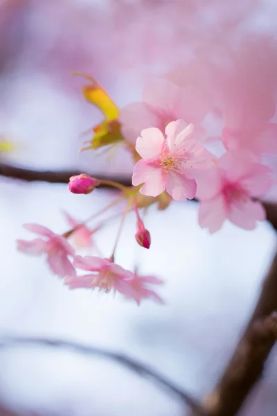 kiraz çiçekleri veya sakura Japon
