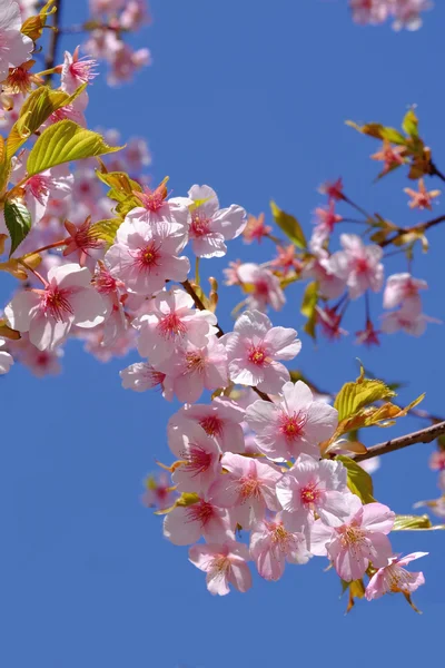 kiraz çiçekleri veya sakura Japon