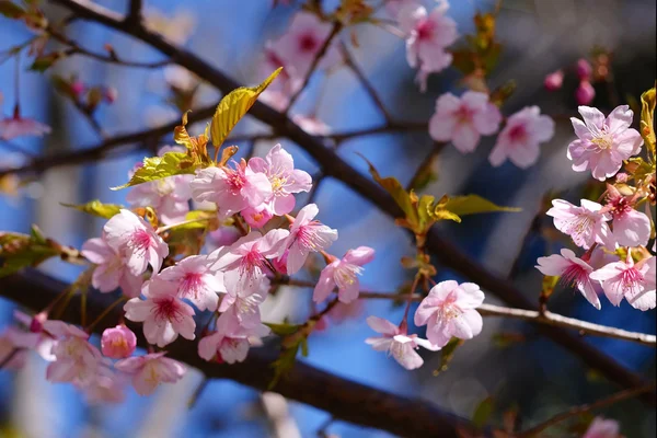 kiraz çiçekleri veya sakura Japon
