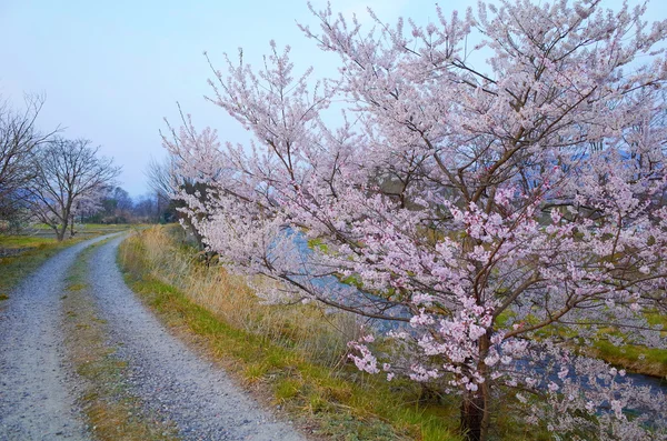 Sakura çiçeği veya yolda Japon kiraz ağacı