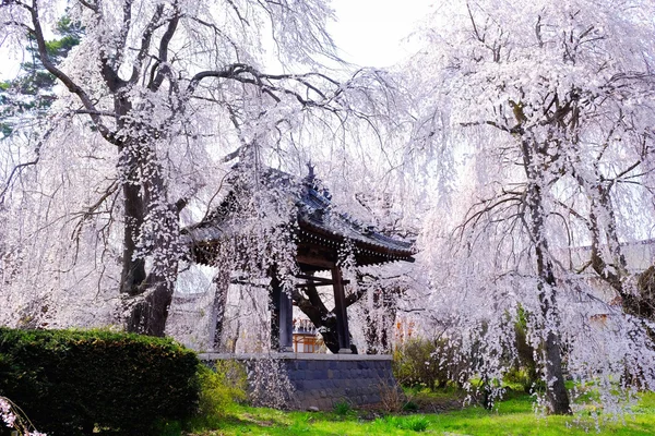 Japonya, tapınağın yanında Sakura veya kiraz çiçekleri